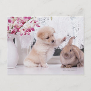 Postal Puppy and Lop Ear Rabbit
