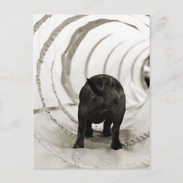 Postal Puppy Butt (Anverso)