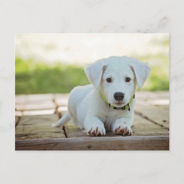 Postal Puppy dulce con tu texto (Anverso)