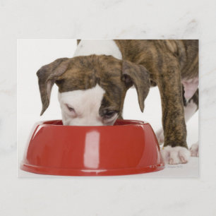 Postal Puppy pitbull comiendo de plato