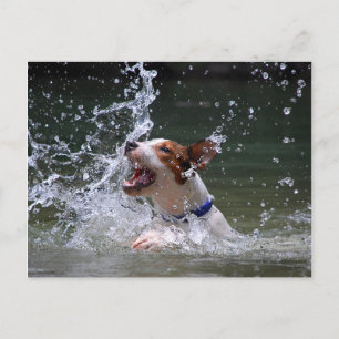 Postal Puppy Splashing