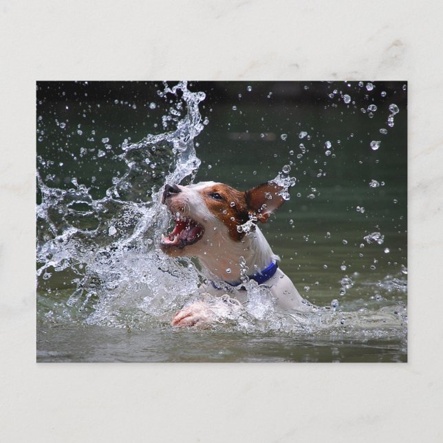Postal Puppy Splashing (Anverso)