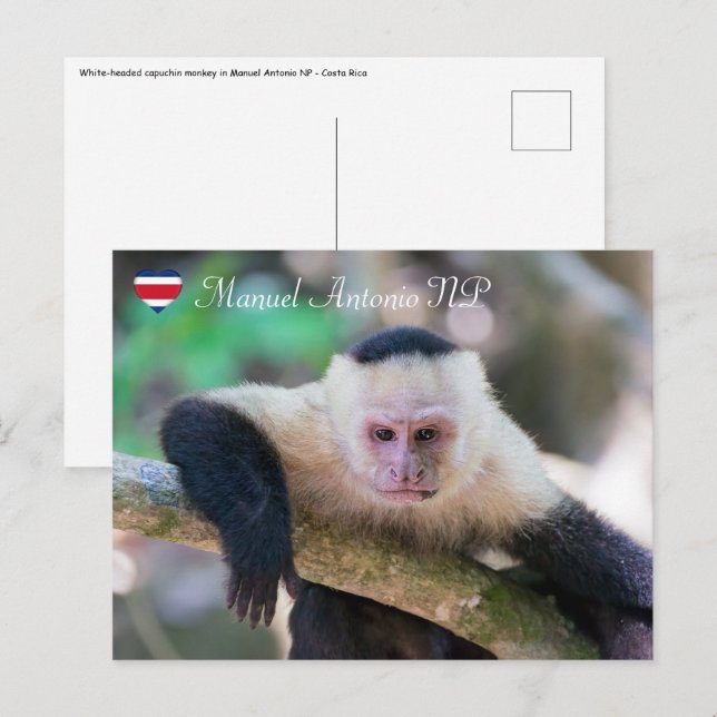 Postal Pura vida para el mono capuchino con cabeza blanca (Anverso / Reverso)
