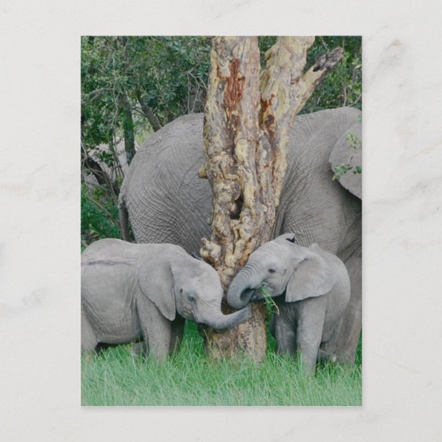 Postal Pure Bliss (Anverso)