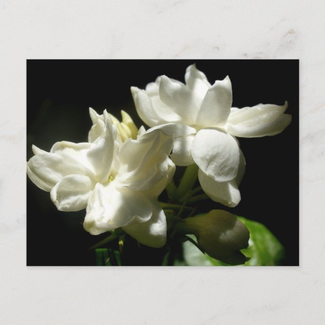 Postal Pure Jasmine (Anverso)