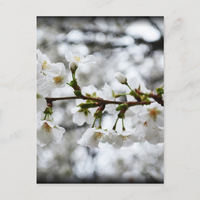 Postal Pureza suave (Anverso)