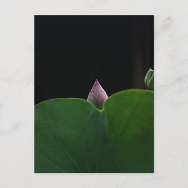 Postal Puro (Anverso)