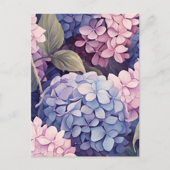 Postal purple and pink hydrangea flower heads (Anverso)