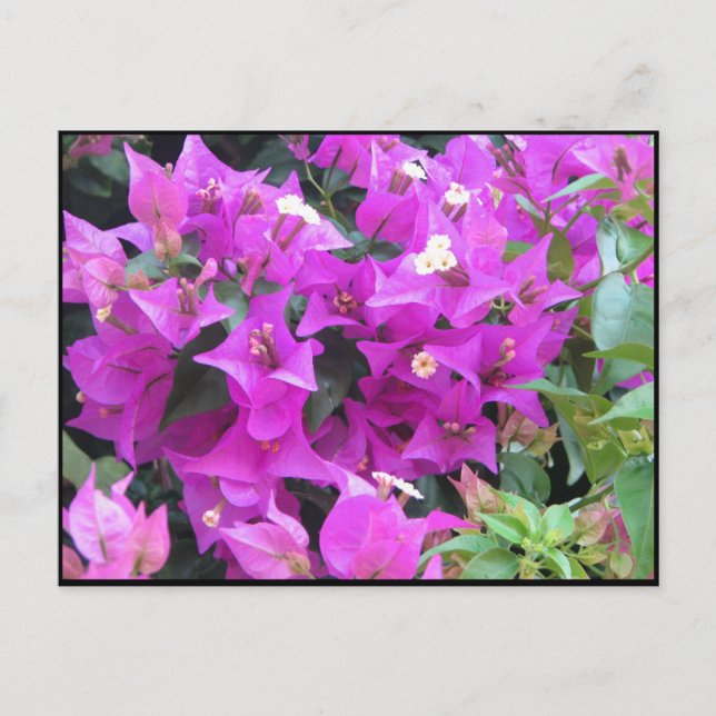 Postal Purple Bougainvillea (Anverso)