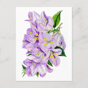 Postal Purple Bougainvillea Vintage Botánico