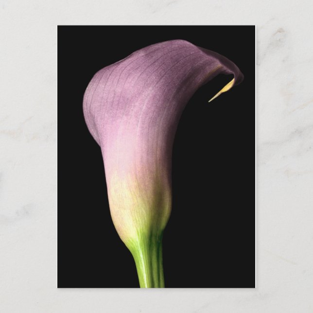 Postal Purple Calla Lily (Anverso)