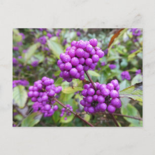 Postal Purple Callicarpa DIY
