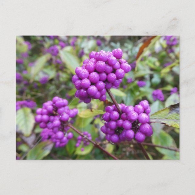 Postal Purple Callicarpa DIY (Anverso)