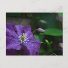 Postal Purple Clematis