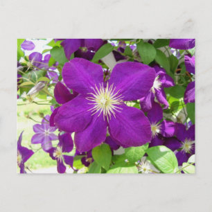 Postal Purple Clematis