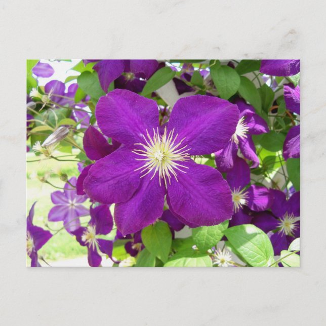Postal Purple Clematis (Anverso)