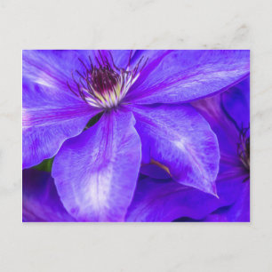 Postal Purple Clematis