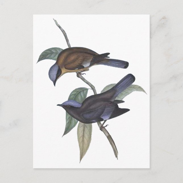 Postal Purple Cochoa (Anverso)