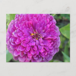 Postal Purple Dahlia