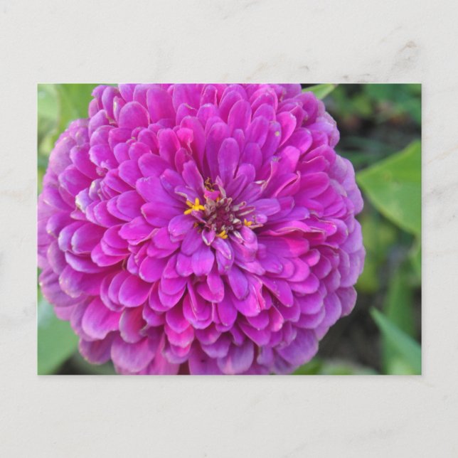 Postal Purple Dahlia (Anverso)