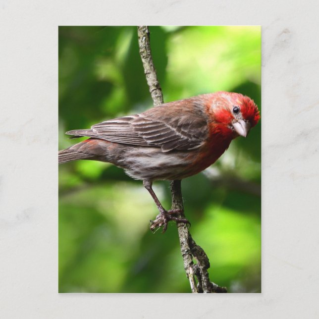 Postal Purple Finch (Anverso)