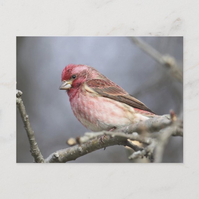 Postal Purple Finch (Anverso)