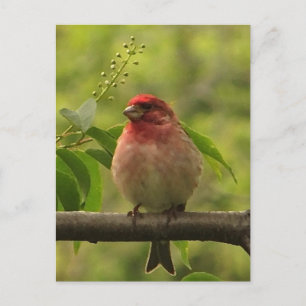 Postal Purple Finch
