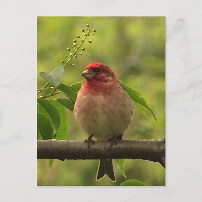 Postal Purple Finch (Anverso)