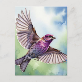 Postal Purple Finch en vuelo