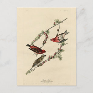 Postal Purple Finch - Los pájaros de América de John J. A
