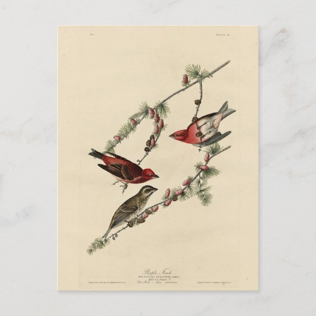 Postal Purple Finch - Los pájaros de América de John J. A (Anverso)