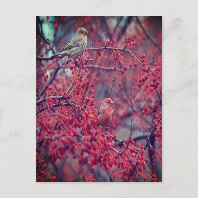 Postal Purple Finches (Anverso)