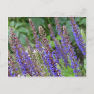 Postal Purple  flowers postcard