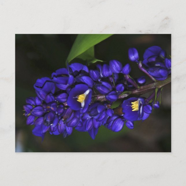 Postal Purple Ginger (Anverso)