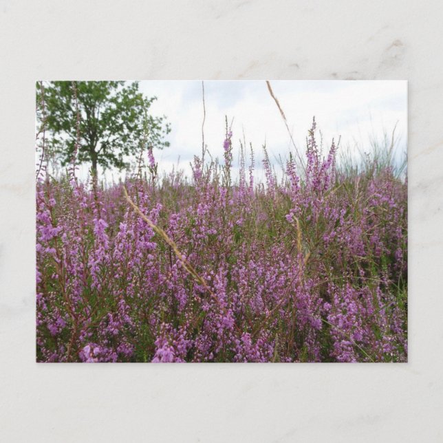 Postal Purple Heath Flowers Paisaje DIY (Anverso)