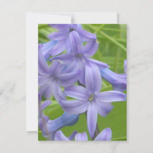 Postal Purple Hyacinin Close DIY