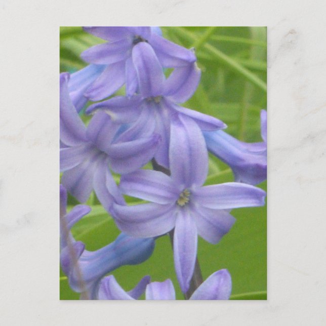 Postal Purple Hyacinin Close DIY (Anverso)