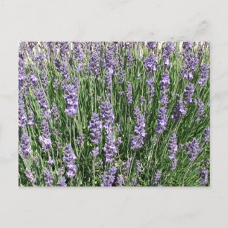Postal Purple Lavender Delight