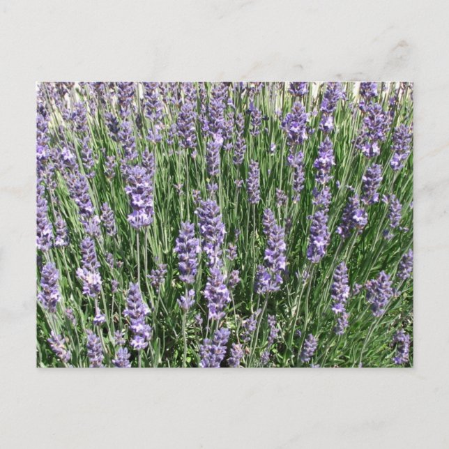 Postal Purple Lavender Delight (Anverso)
