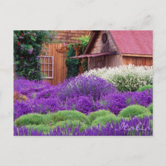Postal Purple Lavender Italia