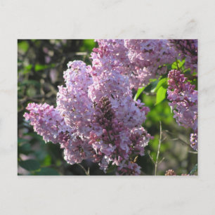 Postal Purple Lilac