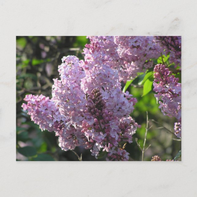 Postal Purple Lilac (Anverso)