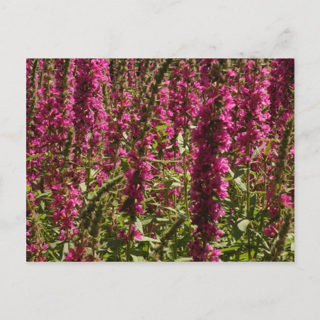 Postal Purple Loosestrife (Anverso)