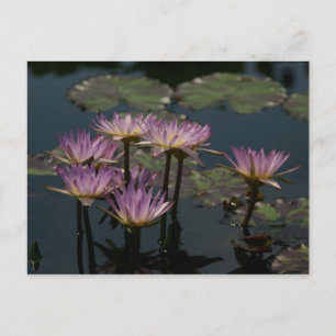 Postal Purple Lotus