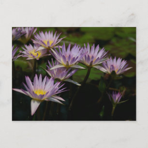 Postal Purple Lotus