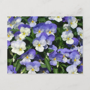 Postal Purple Pansies Garden Floral