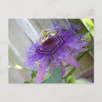 Postal Purple Passion flor tropical florece cerca