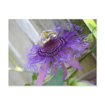 Purple Passion flor tropical florece cerca