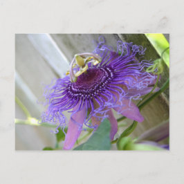 Postal Purple Passion flor tropical florece cerca