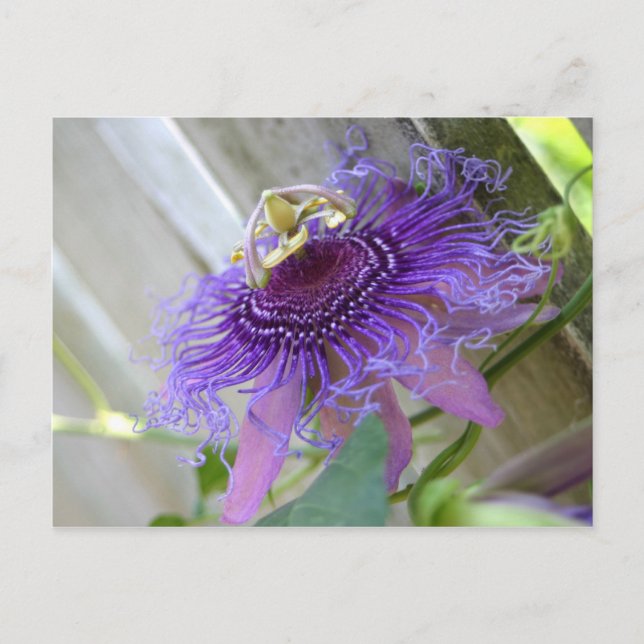 Postal Purple Passion flor tropical florece cerca (Anverso)